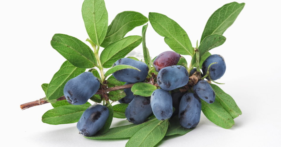 Экстракт Жимолости сухой  